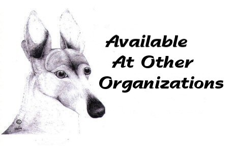 Central Illinois Greyhound Adoption