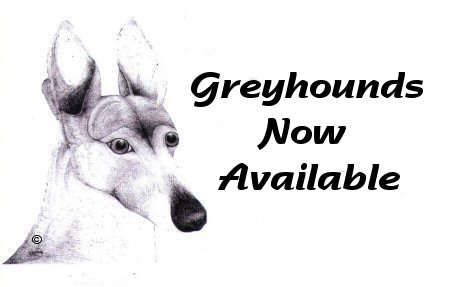 Central Illinois Greyhound Adoption