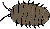 potato bug