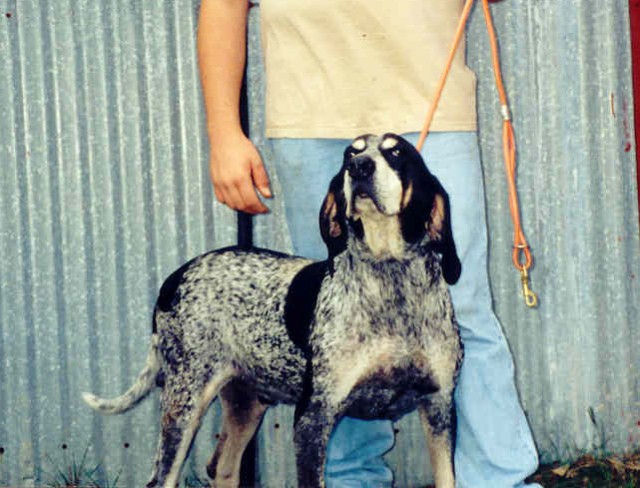 Hammer bred best sale blueticks