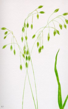 Wild Oats