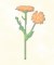Marigold