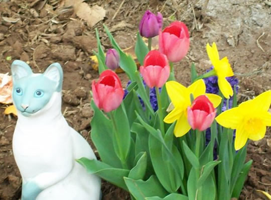 Daddodils and Tulips