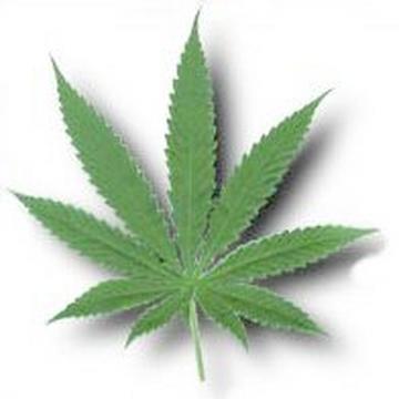 Hemp leaf