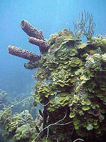 KELP