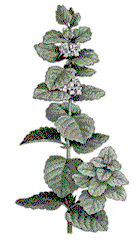 Lemon Balm