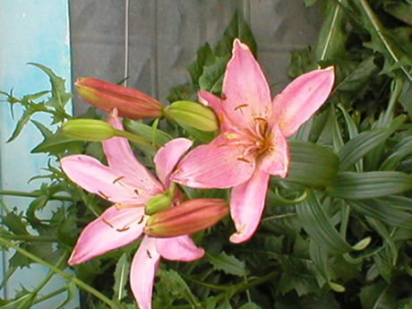 Pink Lily 2004