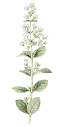 Marjoram flowers