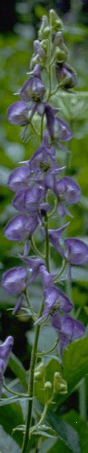 MONKSHOOD