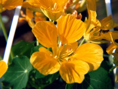 Nasturtium