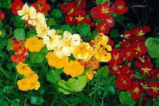 Nasturtium Flowers