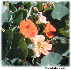 Naturtum Flowers