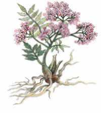 VALERIAN