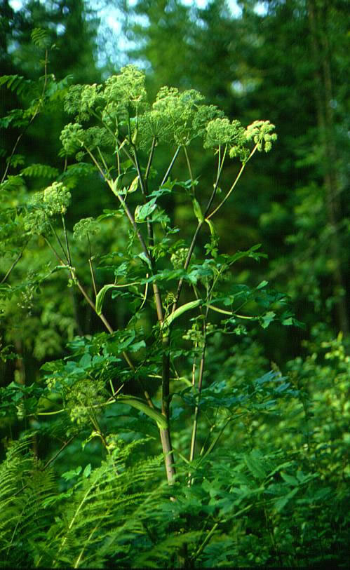 Angelica plant
