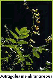 astragalus