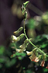 Locoweed