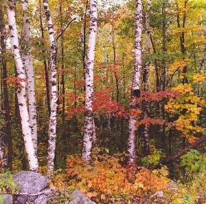Birch Tree