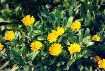 Calendula