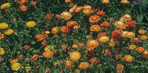 Marigolds
