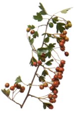Hawthorn Tree