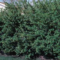 HATHORN TREE