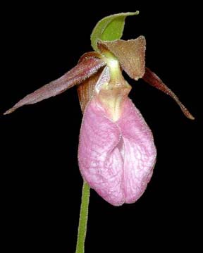Pink Lady's Slipper