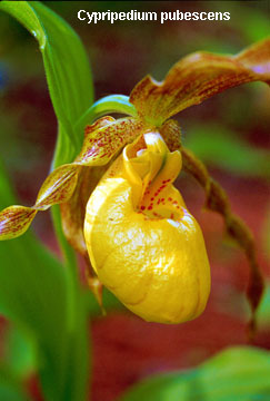 Yellow Lady's Slipper