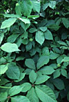Siberian Ginsemg