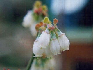 Blueberry Flowers