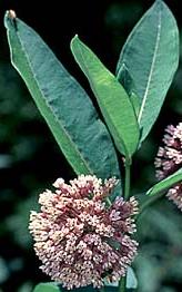 Milkweed Flowers