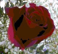 dark red rose
