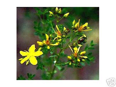 ST. JOHN'S WORT