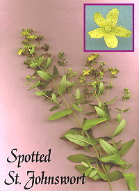 Spotted  St. John's Wort