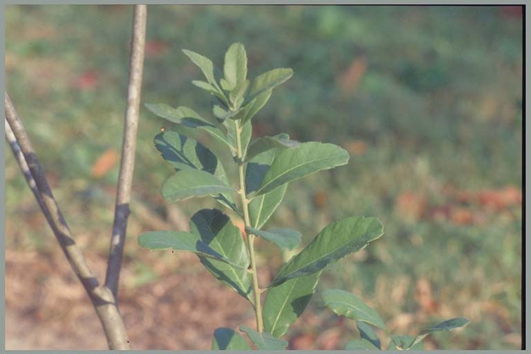 Evergreen Bayberry