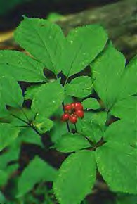 American Ginseng Berries