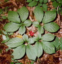 American Ginseng