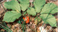 Wild Ginseng
