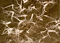 Wild Ginseng Roots