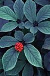 American Ginseng