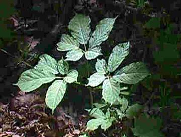 Genseng Berries