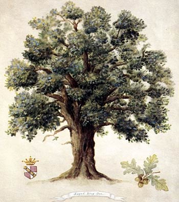 Oak Tree