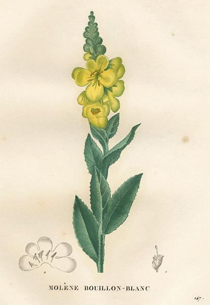 Mullein Flower
