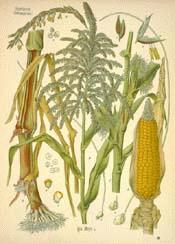 Corn