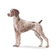 German Shorthaired Pointer 