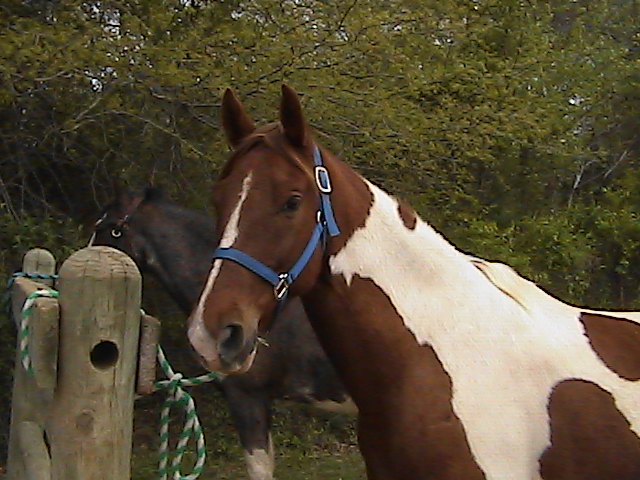 Walker