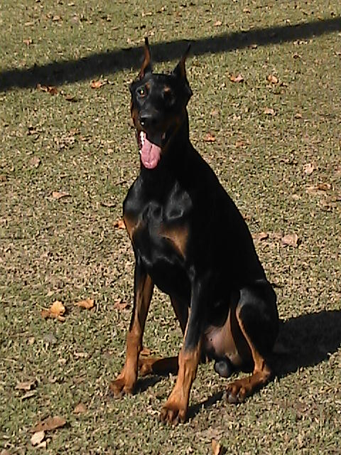 Luger