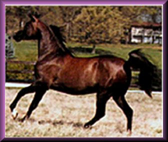 Photo @2 yrs. Champion Arabian Gelding