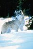 thumbnail of Wolf