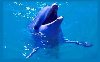 thumbnail of Dolphin