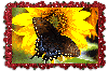 thumbnail of Butterfly